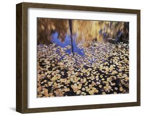 California, Sierra Nevada, Inyo Nf, the Fall Colors Aspen Leaves-Christopher Talbot Frank-Framed Photographic Print