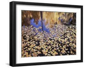 California, Sierra Nevada, Inyo Nf, the Fall Colors Aspen Leaves-Christopher Talbot Frank-Framed Photographic Print