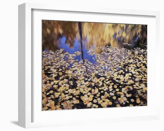 California, Sierra Nevada, Inyo Nf, the Fall Colors Aspen Leaves-Christopher Talbot Frank-Framed Photographic Print