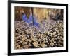 California, Sierra Nevada, Inyo Nf, the Fall Colors Aspen Leaves-Christopher Talbot Frank-Framed Photographic Print