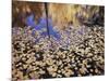 California, Sierra Nevada, Inyo Nf, the Fall Colors Aspen Leaves-Christopher Talbot Frank-Mounted Photographic Print