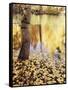 California, Sierra Nevada, Inyo Nf, the Fall Colors Aspen Leaves-Christopher Talbot Frank-Framed Stretched Canvas