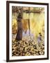 California, Sierra Nevada, Inyo Nf, the Fall Colors Aspen Leaves-Christopher Talbot Frank-Framed Photographic Print