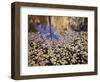 California, Sierra Nevada, Inyo Nf, the Fall Colors Aspen Leaves-Christopher Talbot Frank-Framed Photographic Print