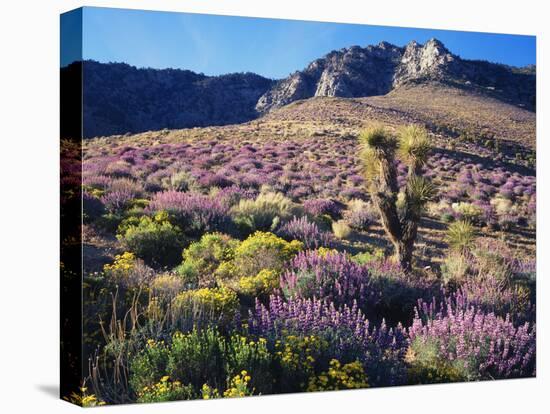 California, Sierra Nevada, Lupine and a Joshua Tree, Nine Mile Canyon-Christopher Talbot Frank-Stretched Canvas