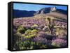 California, Sierra Nevada, Lupine and a Joshua Tree, Nine Mile Canyon-Christopher Talbot Frank-Framed Stretched Canvas