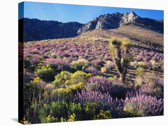 California, Sierra Nevada, Lupine and a Joshua Tree, Nine Mile Canyon-Christopher Talbot Frank-Stretched Canvas