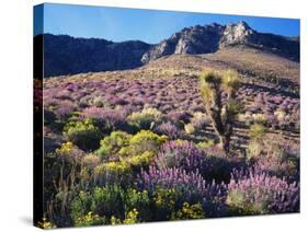 California, Sierra Nevada, Lupine and a Joshua Tree, Nine Mile Canyon-Christopher Talbot Frank-Stretched Canvas