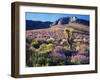 California, Sierra Nevada, Lupine and a Joshua Tree, Nine Mile Canyon-Christopher Talbot Frank-Framed Premium Photographic Print