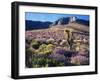 California, Sierra Nevada, Lupine and a Joshua Tree, Nine Mile Canyon-Christopher Talbot Frank-Framed Premium Photographic Print