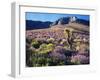 California, Sierra Nevada, Lupine and a Joshua Tree, Nine Mile Canyon-Christopher Talbot Frank-Framed Premium Photographic Print