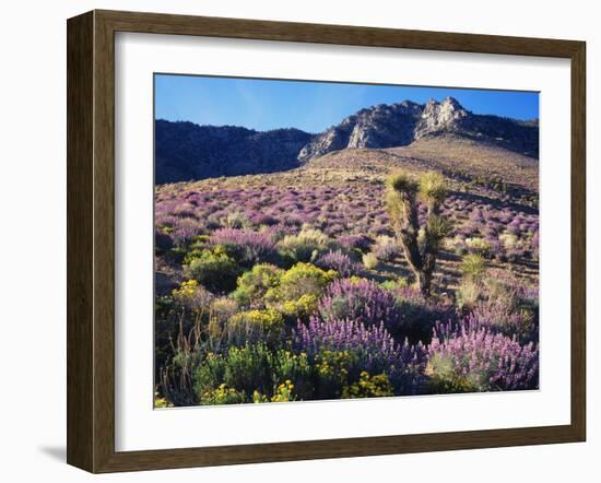 California, Sierra Nevada, Lupine and a Joshua Tree, Nine Mile Canyon-Christopher Talbot Frank-Framed Photographic Print