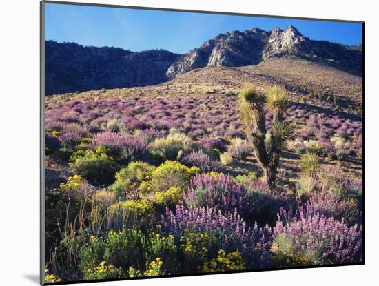 California, Sierra Nevada, Lupine and a Joshua Tree, Nine Mile Canyon-Christopher Talbot Frank-Mounted Photographic Print