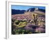 California, Sierra Nevada, Lupine and a Joshua Tree, Nine Mile Canyon-Christopher Talbot Frank-Framed Photographic Print