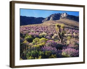 California, Sierra Nevada, Lupine and a Joshua Tree, Nine Mile Canyon-Christopher Talbot Frank-Framed Photographic Print