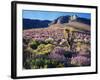 California, Sierra Nevada, Lupine and a Joshua Tree, Nine Mile Canyon-Christopher Talbot Frank-Framed Photographic Print