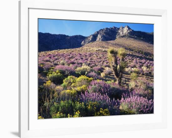 California, Sierra Nevada, Lupine and a Joshua Tree, Nine Mile Canyon-Christopher Talbot Frank-Framed Photographic Print