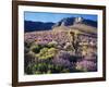 California, Sierra Nevada, Lupine and a Joshua Tree, Nine Mile Canyon-Christopher Talbot Frank-Framed Photographic Print
