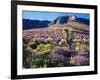 California, Sierra Nevada, Lupine and a Joshua Tree, Nine Mile Canyon-Christopher Talbot Frank-Framed Photographic Print