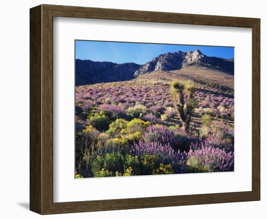 California, Sierra Nevada, Lupine and a Joshua Tree, Nine Mile Canyon-Christopher Talbot Frank-Framed Photographic Print