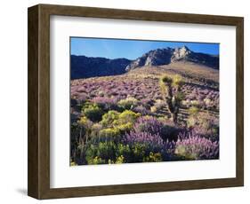 California, Sierra Nevada, Lupine and a Joshua Tree, Nine Mile Canyon-Christopher Talbot Frank-Framed Photographic Print