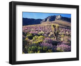 California, Sierra Nevada, Lupine and a Joshua Tree, Nine Mile Canyon-Christopher Talbot Frank-Framed Photographic Print