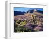 California, Sierra Nevada, Lupine and a Joshua Tree, Nine Mile Canyon-Christopher Talbot Frank-Framed Photographic Print