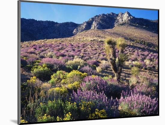 California, Sierra Nevada, Lupine and a Joshua Tree, Nine Mile Canyon-Christopher Talbot Frank-Mounted Photographic Print