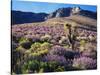 California, Sierra Nevada, Lupine and a Joshua Tree, Nine Mile Canyon-Christopher Talbot Frank-Stretched Canvas