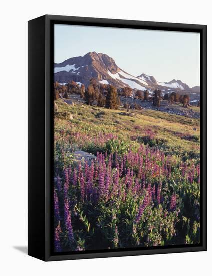 California, Sierra Nevada.   Lupine Wildflowers at Carson Pass-Christopher Talbot Frank-Framed Stretched Canvas