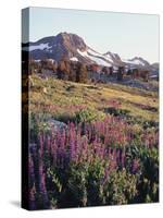 California, Sierra Nevada.   Lupine Wildflowers at Carson Pass-Christopher Talbot Frank-Stretched Canvas