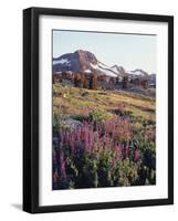 California, Sierra Nevada.   Lupine Wildflowers at Carson Pass-Christopher Talbot Frank-Framed Photographic Print