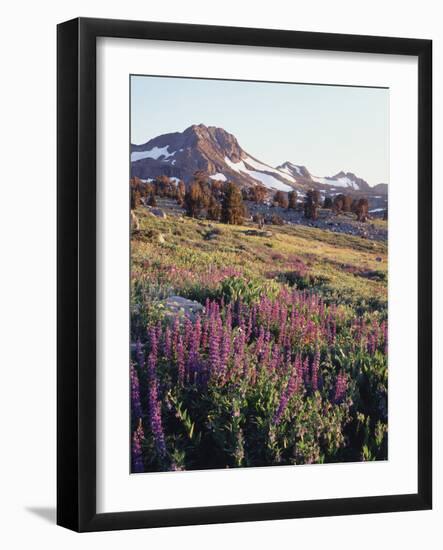 California, Sierra Nevada.   Lupine Wildflowers at Carson Pass-Christopher Talbot Frank-Framed Photographic Print