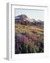 California, Sierra Nevada.   Lupine Wildflowers at Carson Pass-Christopher Talbot Frank-Framed Photographic Print
