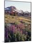 California, Sierra Nevada.   Lupine Wildflowers at Carson Pass-Christopher Talbot Frank-Mounted Photographic Print
