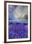 California, Sierra Nevada Mountains. Inyo Bush Lupine Blooming-Jaynes Gallery-Framed Photographic Print