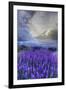 California, Sierra Nevada Mountains. Inyo Bush Lupine Blooming-Jaynes Gallery-Framed Photographic Print