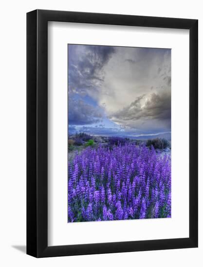 California, Sierra Nevada Mountains. Inyo Bush Lupine Blooming-Jaynes Gallery-Framed Photographic Print