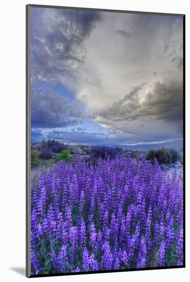 California, Sierra Nevada Mountains. Inyo Bush Lupine Blooming-Jaynes Gallery-Mounted Photographic Print