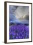 California, Sierra Nevada Mountains. Inyo Bush Lupine Blooming-Jaynes Gallery-Framed Photographic Print