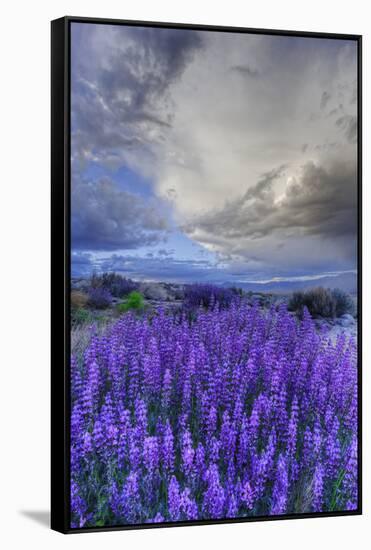 California, Sierra Nevada Mountains. Inyo Bush Lupine Blooming-Jaynes Gallery-Framed Stretched Canvas