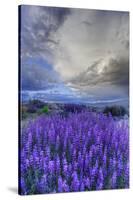 California, Sierra Nevada Mountains. Inyo Bush Lupine Blooming-Jaynes Gallery-Stretched Canvas