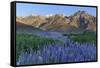 California, Sierra Nevada Mountains. Inyo Bush Lupine Blooms and Mountains-Jaynes Gallery-Framed Stretched Canvas
