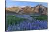 California, Sierra Nevada Mountains. Inyo Bush Lupine Blooms and Mountains-Jaynes Gallery-Stretched Canvas