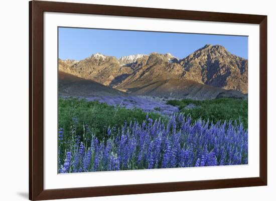 California, Sierra Nevada Mountains. Inyo Bush Lupine Blooms and Mountains-Jaynes Gallery-Framed Photographic Print