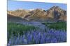 California, Sierra Nevada Mountains. Inyo Bush Lupine Blooms and Mountains-Jaynes Gallery-Mounted Photographic Print