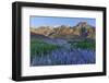 California, Sierra Nevada Mountains. Inyo Bush Lupine Blooms and Mountains-Jaynes Gallery-Framed Photographic Print