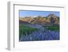 California, Sierra Nevada Mountains. Inyo Bush Lupine Blooms and Mountains-Jaynes Gallery-Framed Photographic Print