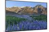 California, Sierra Nevada Mountains. Inyo Bush Lupine Blooms and Mountains-Jaynes Gallery-Mounted Photographic Print
