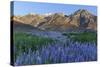 California, Sierra Nevada Mountains. Inyo Bush Lupine Blooms and Mountains-Jaynes Gallery-Stretched Canvas